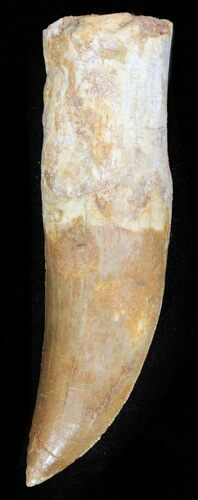 Serrated Carcharodontosaurus Tooth - Partially Rooted #63655